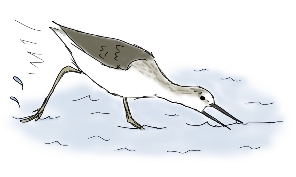 ジャバジャバ走るアオアシシギのトートバッグ