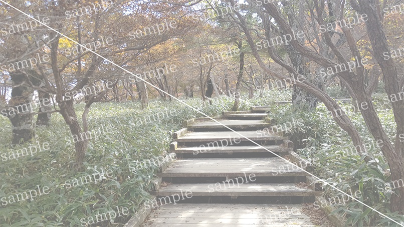 山の写真22-a00(IN大台ケ原)