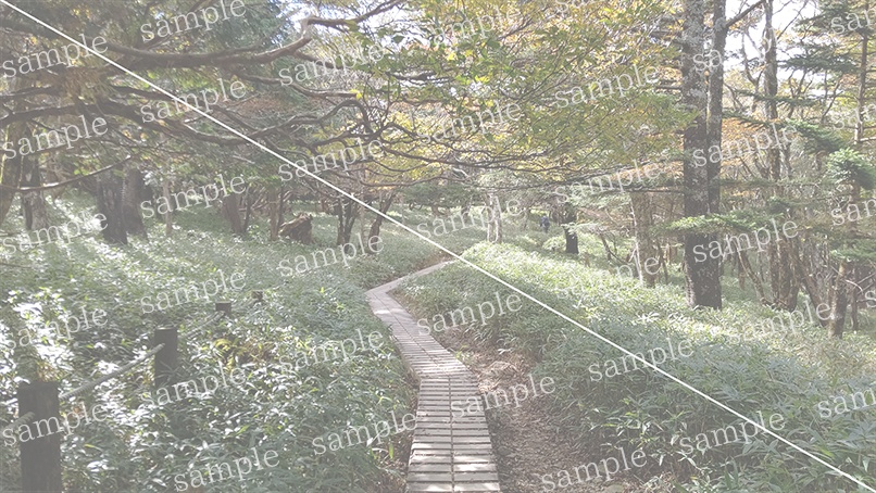 山の写真22-a00(IN大台ケ原)