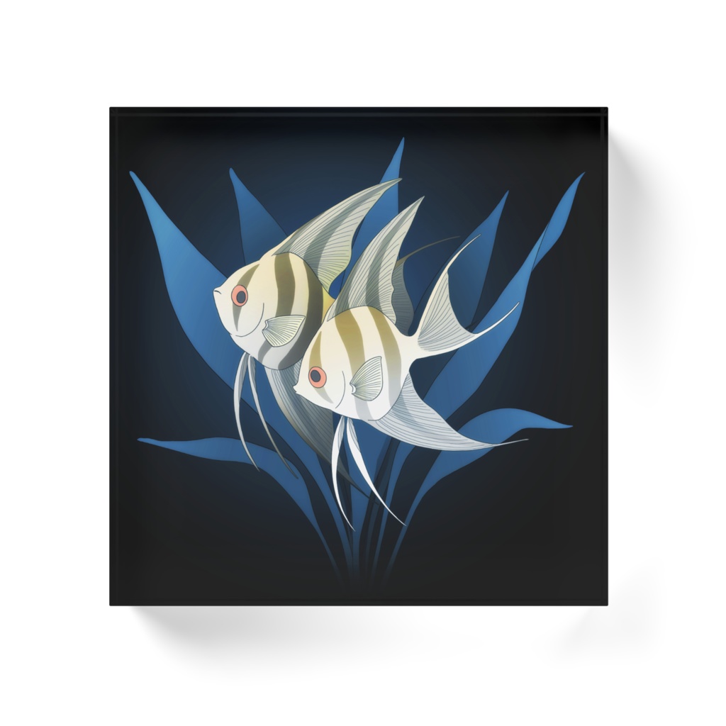 円満エンゼルフィッシュ