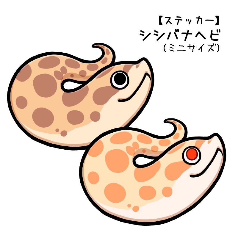 シシバナヘビ・ミニ(モルフ２種)