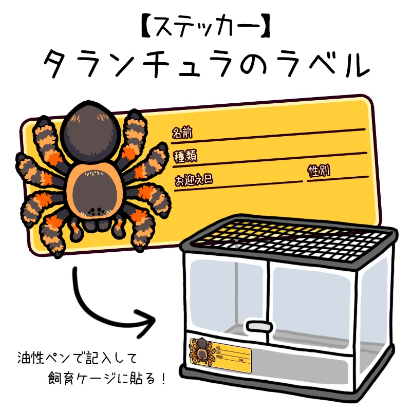 【ラベルステッカー】タランチュラ(8種類)