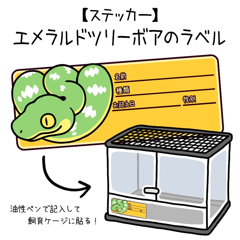 【ラベルステッカー】エメラルドツリーボア(3種類)