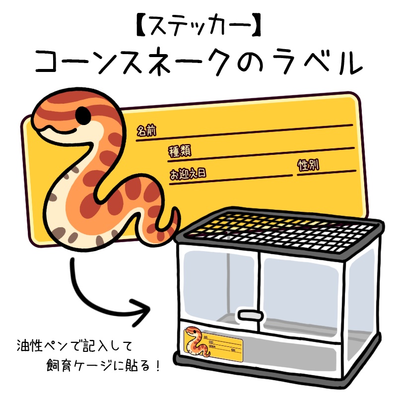 【ラベルステッカー】コーンスネーク（１６種類）