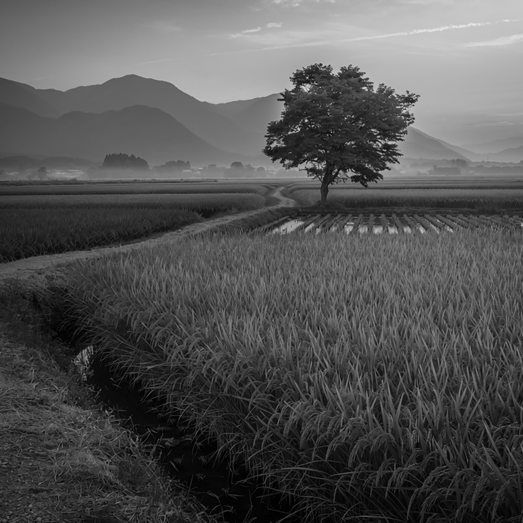 02_一本木の田園風景背景|静かな日本の夕景(4色セット)