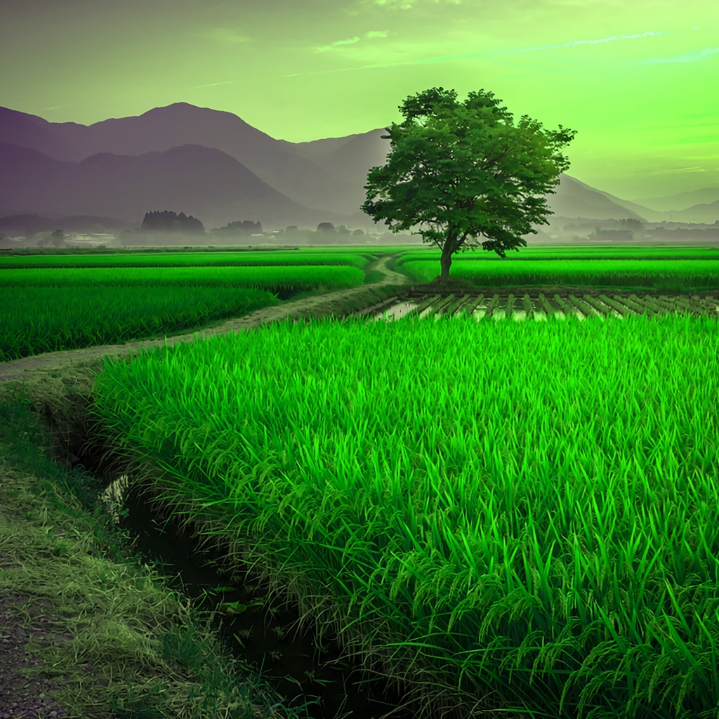 02_一本木の田園風景背景|静かな日本の夕景(4色セット)