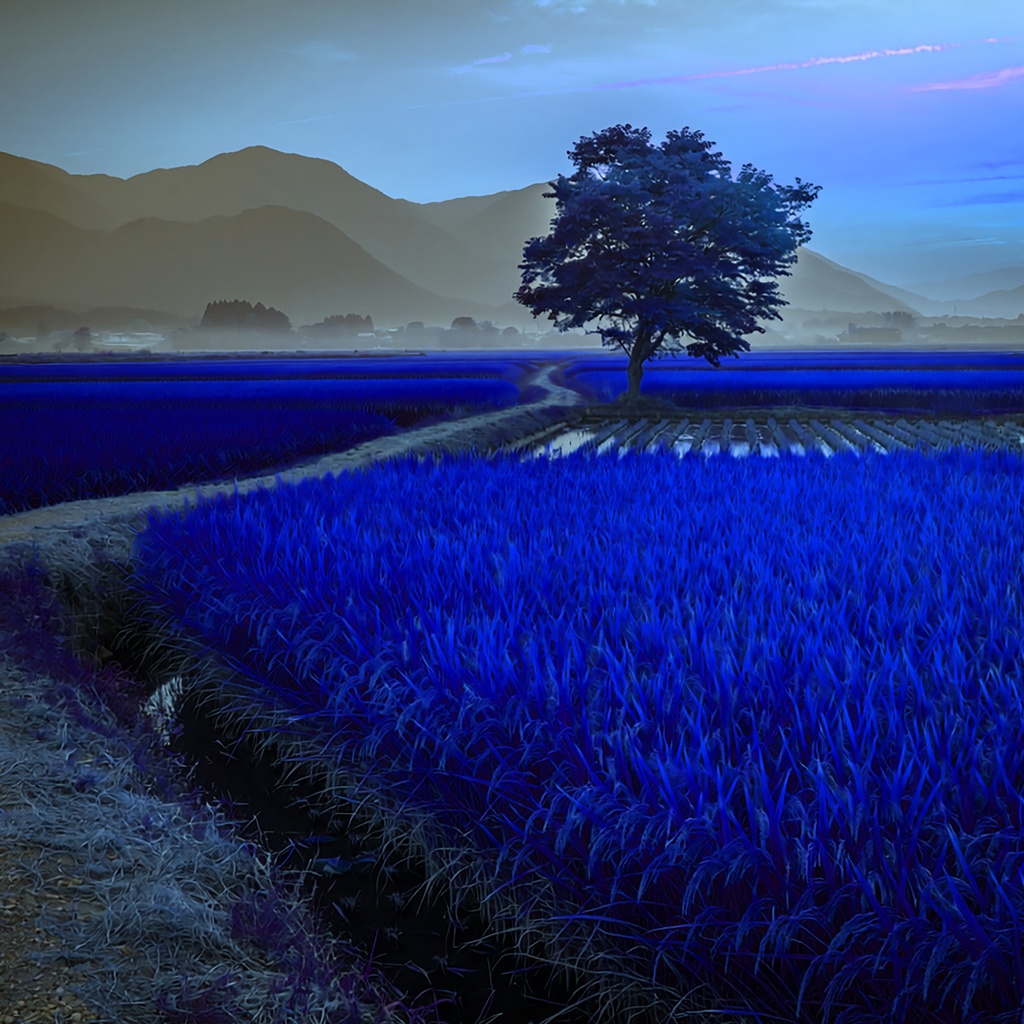 02_一本木の田園風景背景|静かな日本の夕景(4色セット)