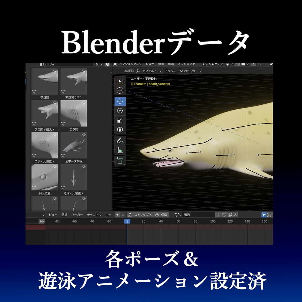 【サメ:シロワニ】のリアル3Dモデル/サメ体工学/全身可動/アゴ射出可動/エラ可動/遊泳アニメーション設定済