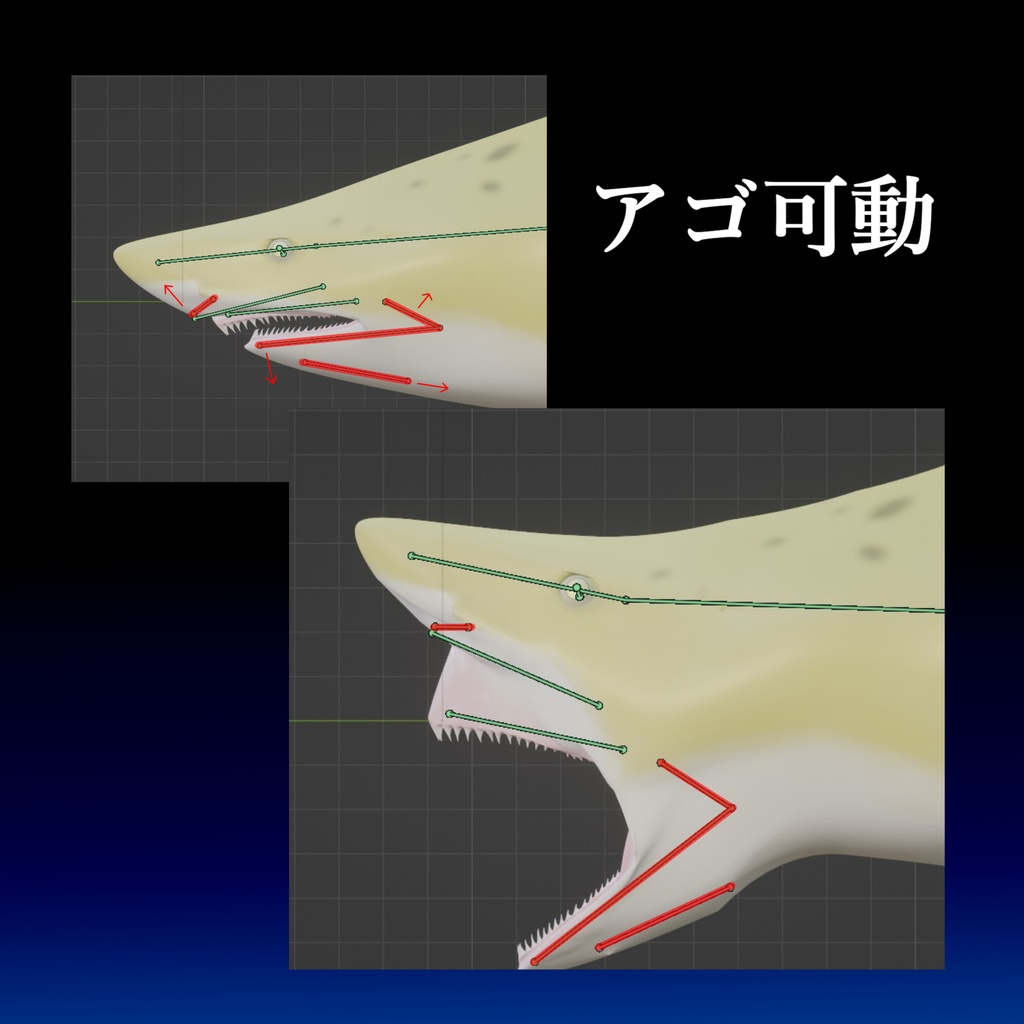 【サメ:シロワニ】のリアル3Dモデル/サメ体工学/全身可動/アゴ射出可動/エラ可動/遊泳アニメーション設定済