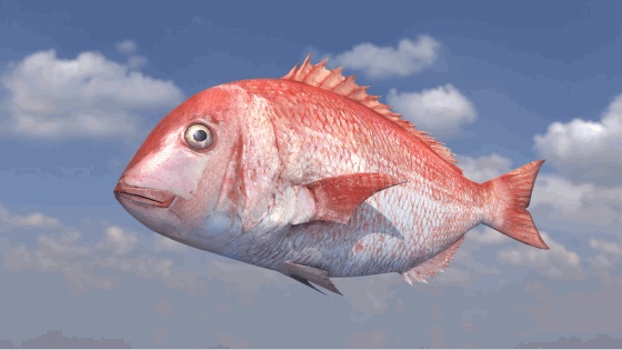3D真鯛(マダイ/Red sea bream/全身可動/Blender/FBX/お魚シリーズ)