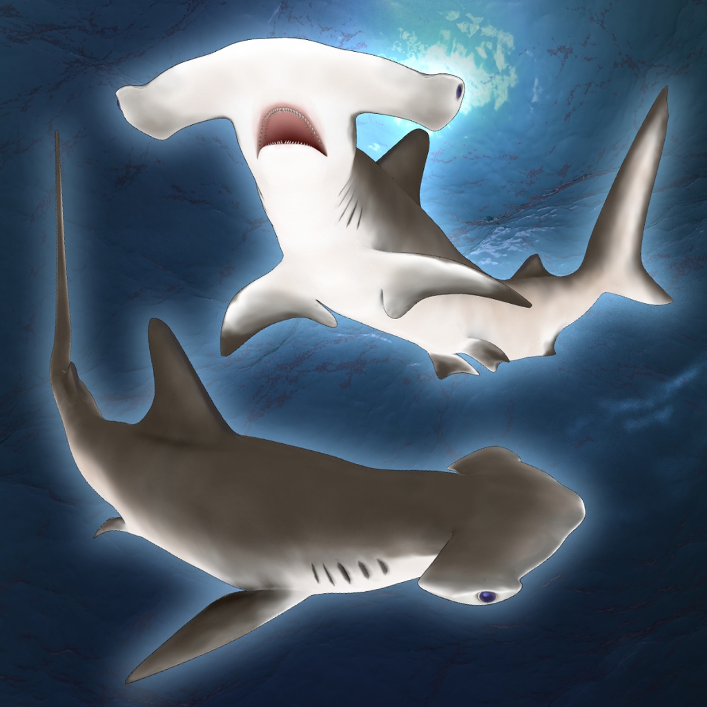 3D シュモクザメ ver2.0 (全身可動/Blender/FBX/サメシリーズ)