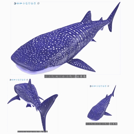 3D ジンベエザメ ver1.0.0 (全身可動/Blender/FBX/サメシリーズ)