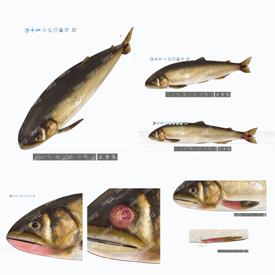 3D鮎(全身可動/リアル/お魚シリーズ/FBX/Blender/CLIPSTUDIO)