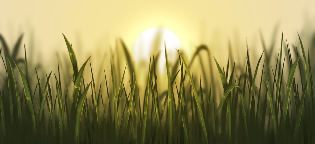草と夕日