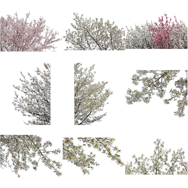 桜　切り抜き素材セット - Cherry Blossoms sa_003