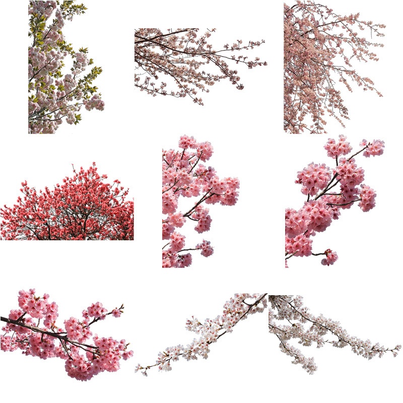 桜　切り抜き素材セット - Cherry Blossoms sa_004