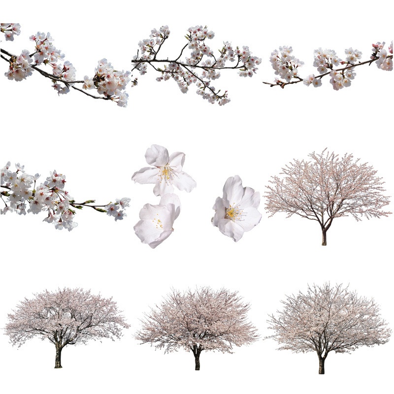 桜　切り抜き素材セット - Cherry Blossoms sa_006