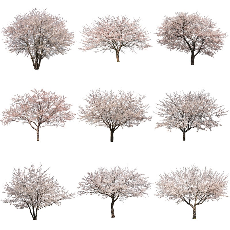 桜　切り抜き素材セット - Cherry Blossoms sa_007