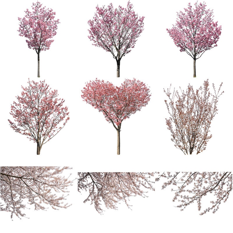 桜　切り抜き素材セット - Cherry Blossoms sa_012