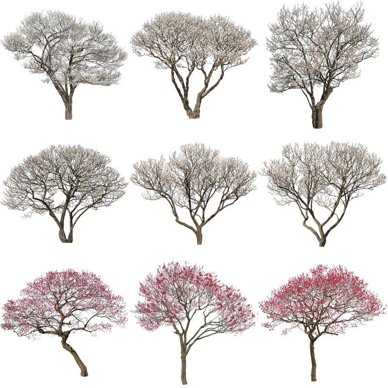 梅　切り抜きセット素材 - Plum trees 2u_06