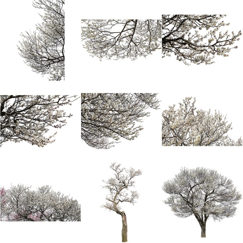梅　切り抜きセット素材 - Plum trees 2u_05