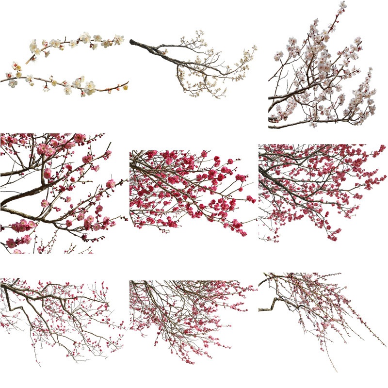 梅　切り抜きセット素材 - Plum trees 2u_02
