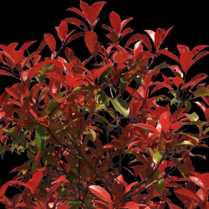 3本樹(アイレベル) レッドロビン 23_001