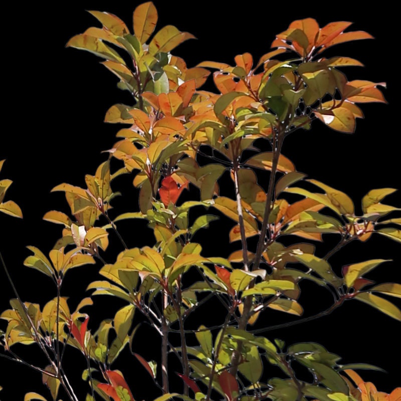 3本樹木(アイレベル) レッドロビン 23_002