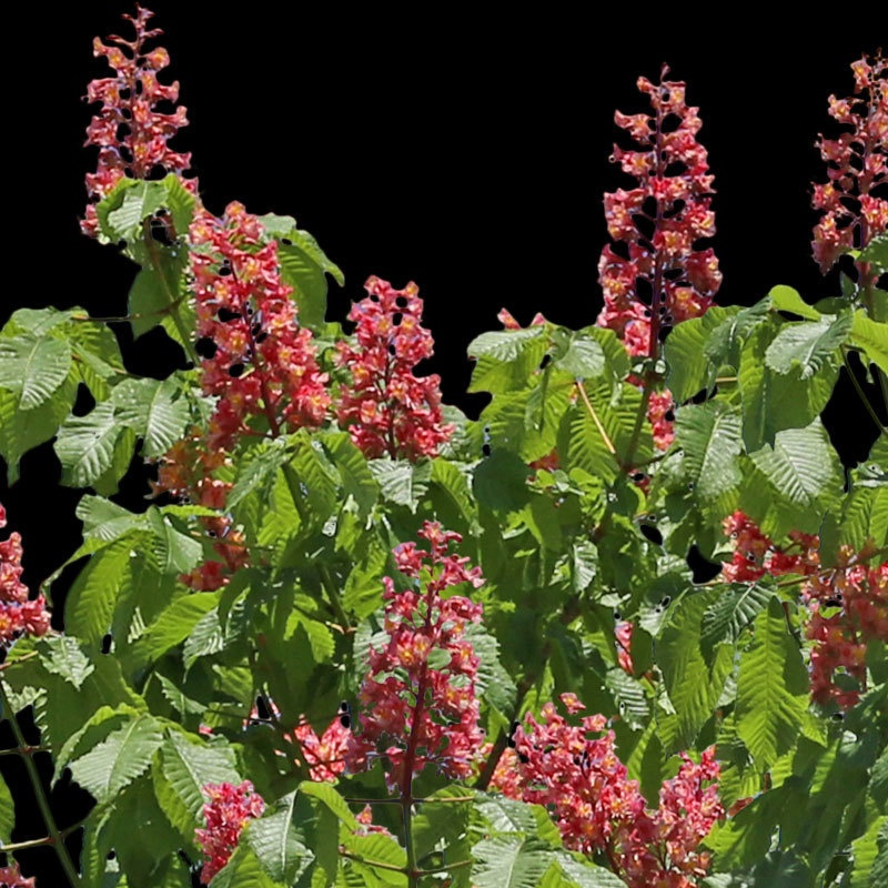 3本樹木(アイレベル) ベニバナトチノキ 23_003