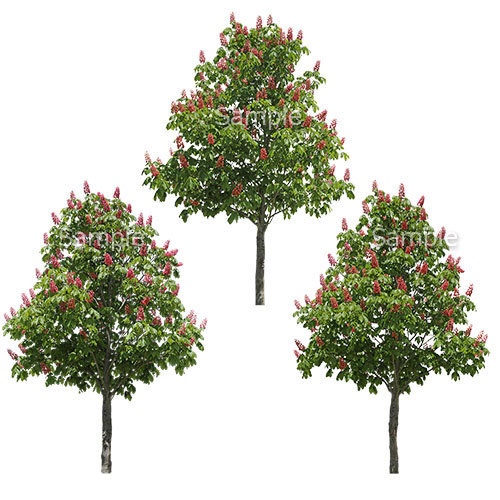 3本樹木(アイレベル)　ベニバナトチノキ　23_003