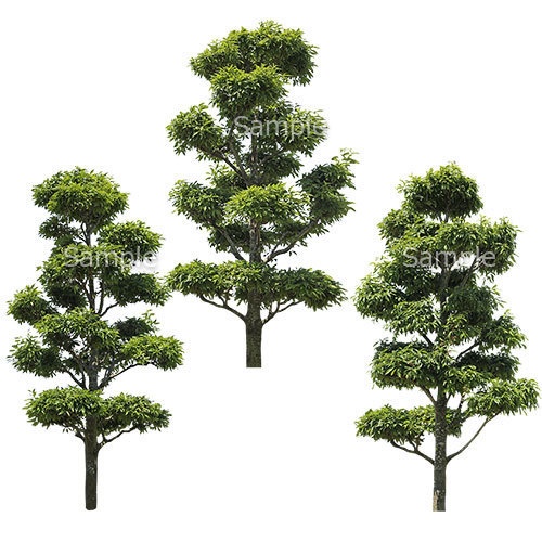 3本樹木(アイレベル) シラカシ　23_004