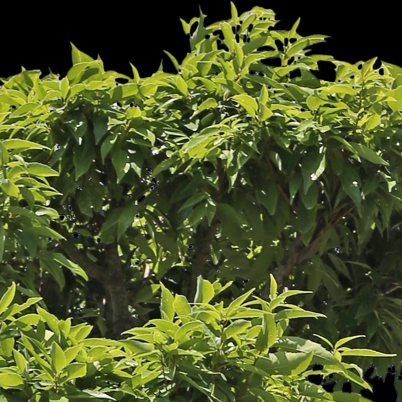 3本樹木(アイレベル) シラカシ 23_004