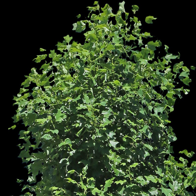 3本樹木(アイレベル) ユリノキ 23_005