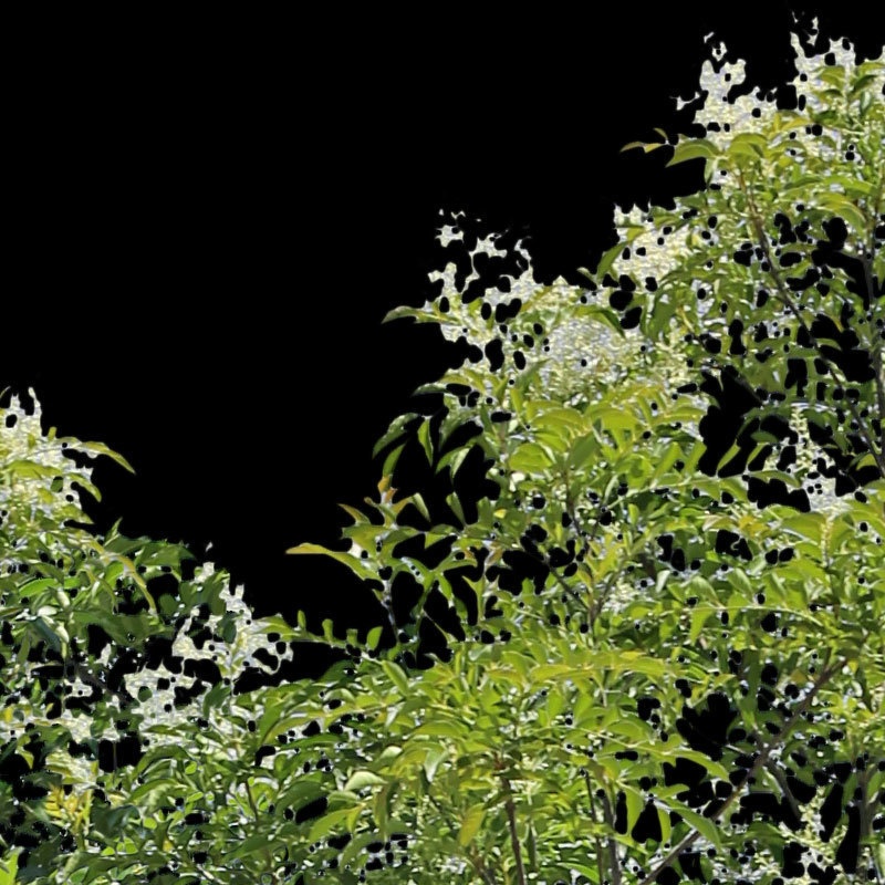 3本樹木(アイレベル) シマトネリコ 23_006