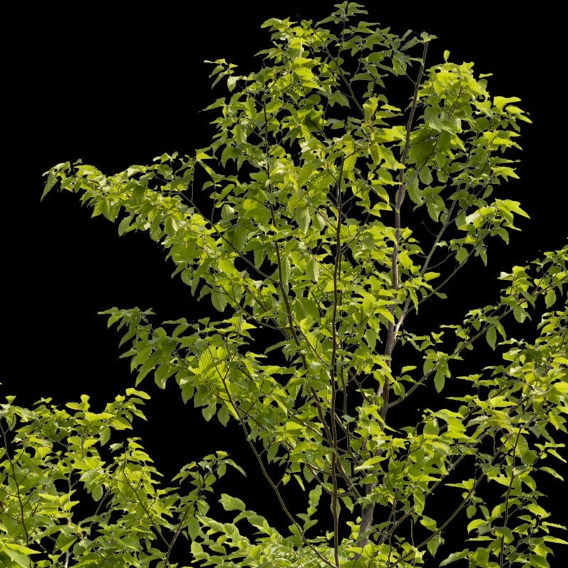 3本樹木(アイレベル) アカシデ 23_007