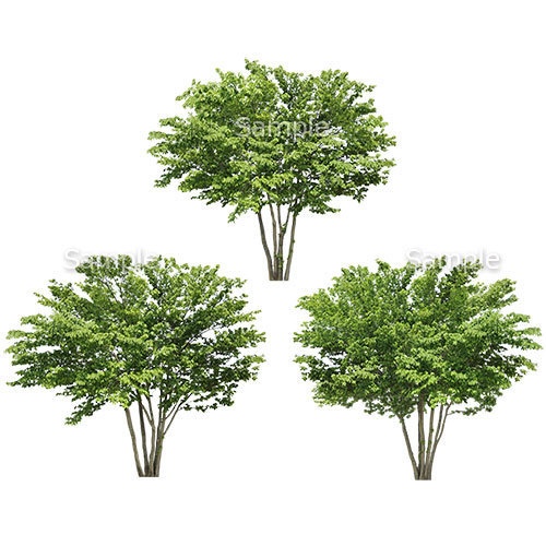 3本樹木(アイレベル) イヌシデ 23_008