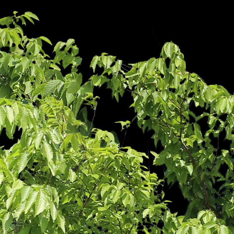 3本樹木(アイレベル) イヌシデ 23_008