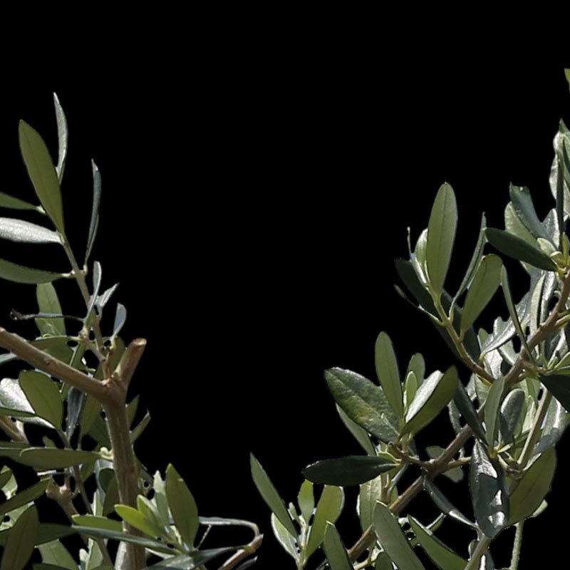 3本樹木(アイレベル) オリーブ 23_009