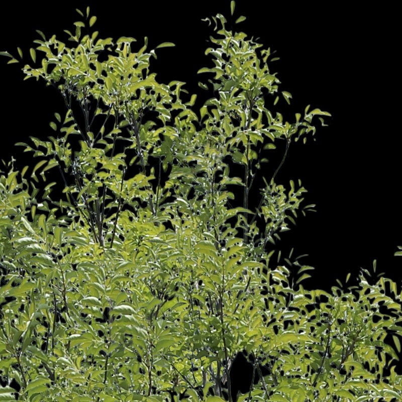 3本樹木(アイレベル) シマトネリコ 23_010