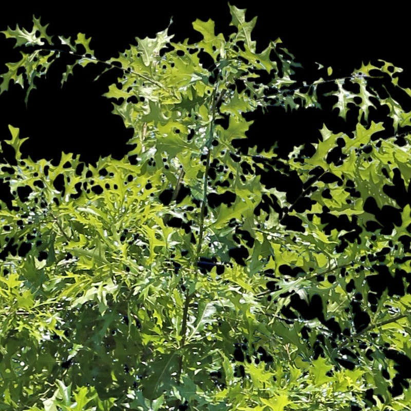 3本樹木(アイレベル) アカナラ 23_011