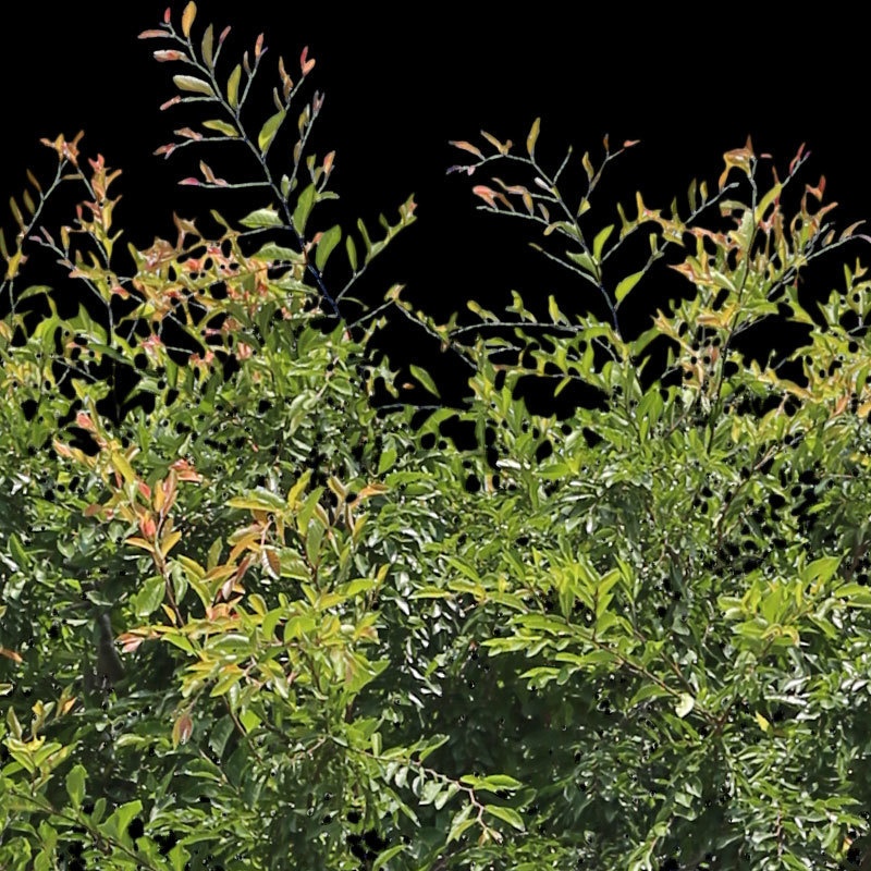 3本樹木(アイレベル) アキニレ 23_012