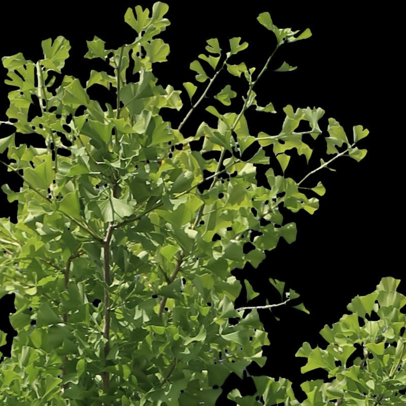 3本樹木(アイレベル) イチョウ 23_013