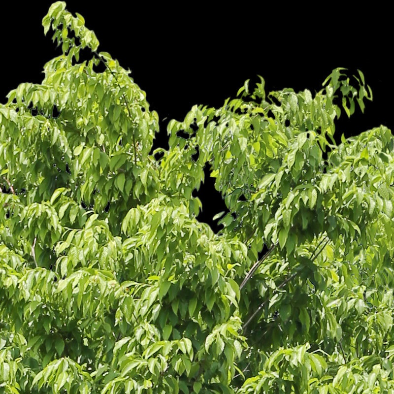 3本樹木(アイレベル) イヌシデ 23_014