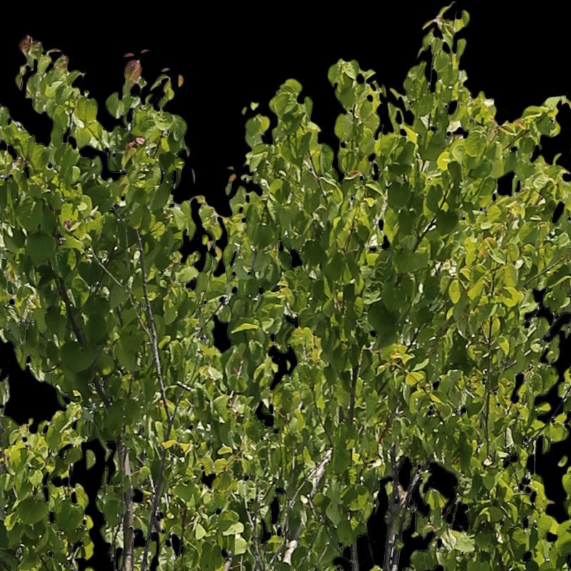 3本樹木(アイレベル) カツラ 23_015