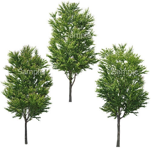 3本樹木(アイレベル) カツラ 23_016