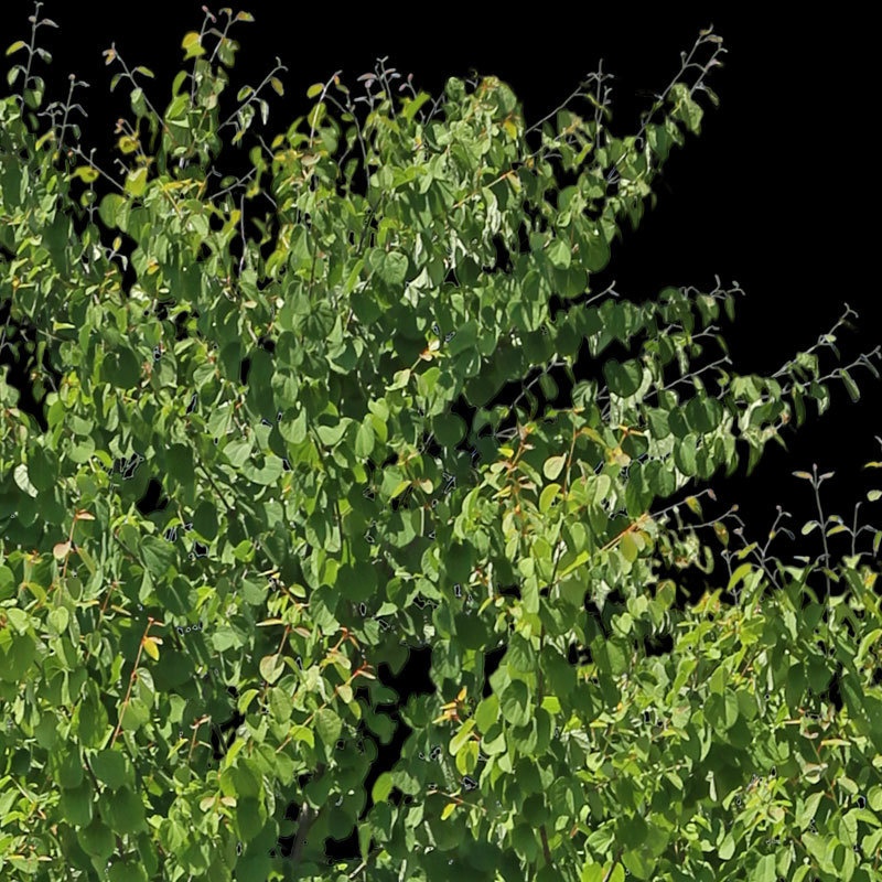 3本樹木(アイレベル) クスノキ 23_017