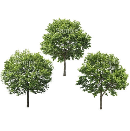 3本樹木(アイレベル) コナラ 23_018