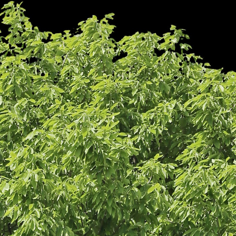 3本樹木(アイレベル) コナラ 23_018