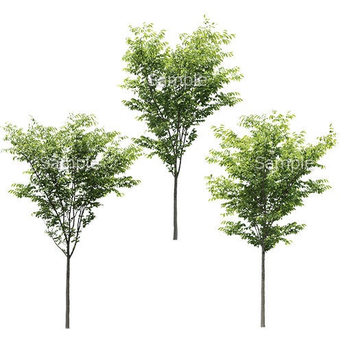 3本樹木(アイレベル) ケヤキ 23_019