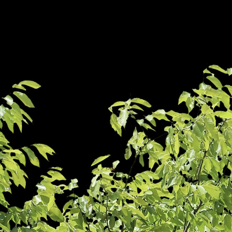 3本樹木(アイレベル) ケヤキ 23_019